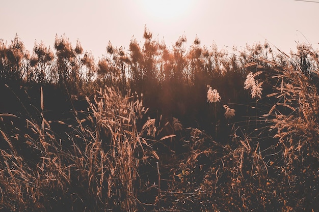 Wild gras bloemen veld waait in de wind op landschap met vintage toon