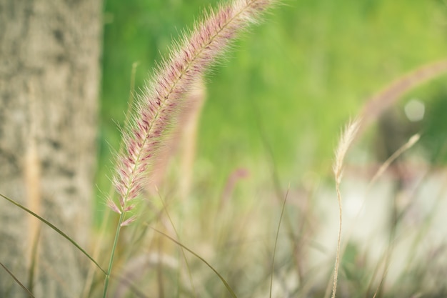 Wild gras in de tuin