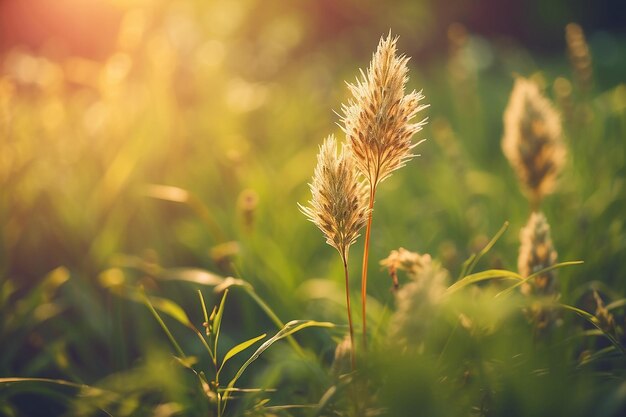 Wild gras in het bos bij zonsondergang Macro-afbeelding ondiepe diepte van het veld Abstract zomer natuur achtergrond