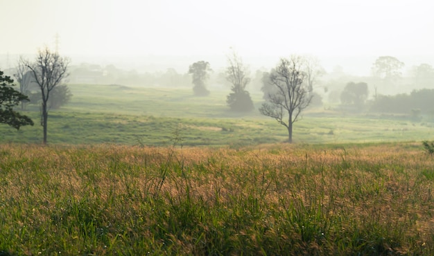 Foto wild gras met gouden uren in de ochtend