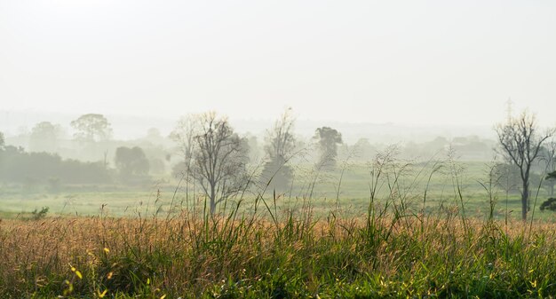 Wild gras met gouden uren in de ochtendzonsopgang