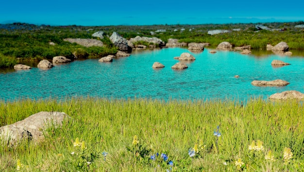 Wild grass by the pond on highland in Artvin in Turkey