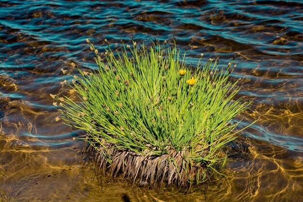 Wild grass by the pond on highland in Artvin