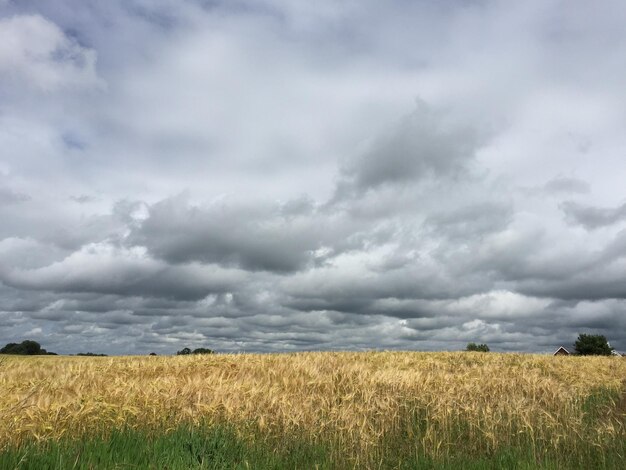 雲の空の下の野生の草