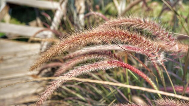 Photo wild grass field