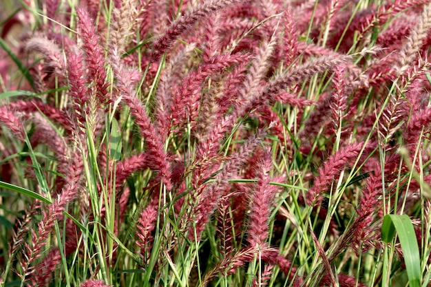 Wild Grass Flower Badami Bagalkot