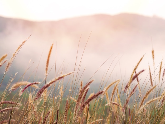 Wild grass flower fields and fog in the morning. Golden sunrise or sunset time background.