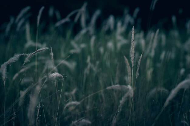 Wild grass flower vintage background little flowers nature beautiful toning design spring nature sun