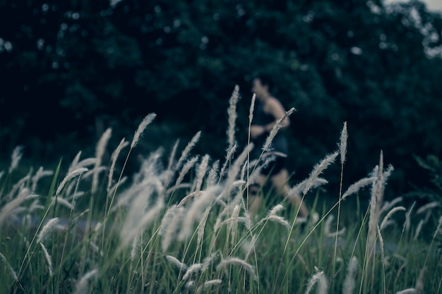 Wild grass flower vintage background little flowers nature beautiful toning design spring nature sun