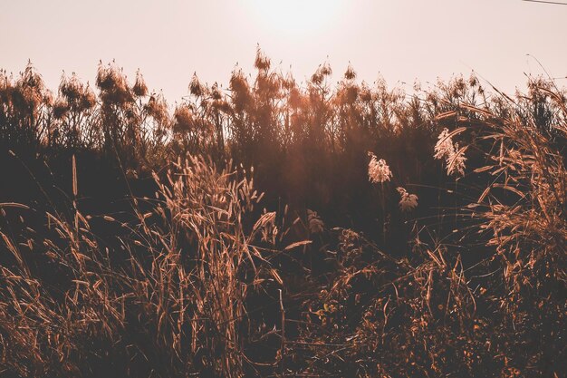 Wild Grass Flowers Field blow in the wind on landscape with vintage tone