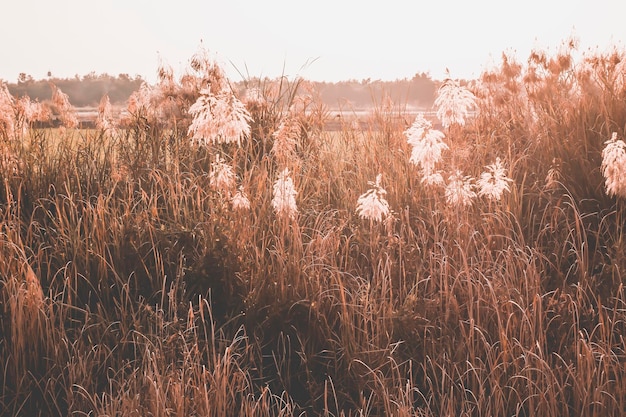 Premium Photo | Wild grass flowers field blow in the wind on ...