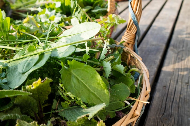 Wild grass for food use