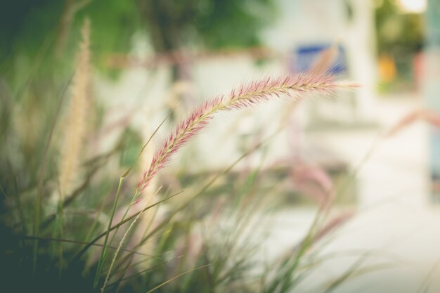 Wild grass in the garden