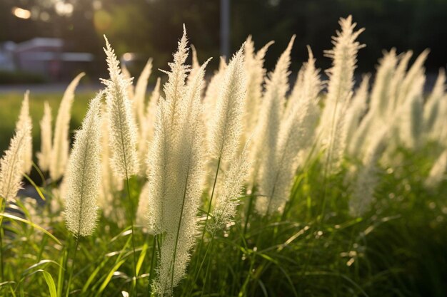 Photo wild grass growing in nature