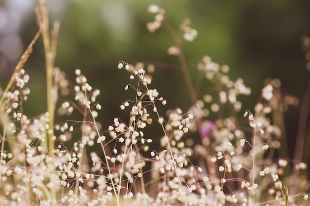 Wild grass on summer meadow