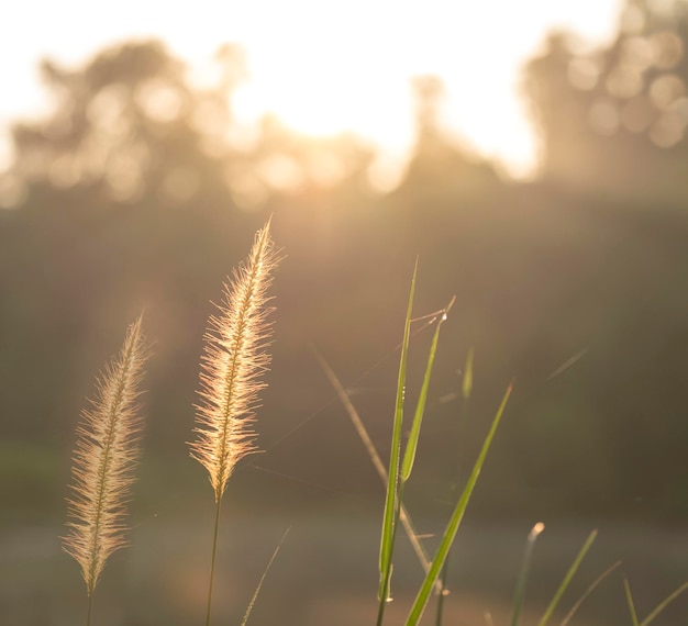日の出の暖かい輝きの間の野草