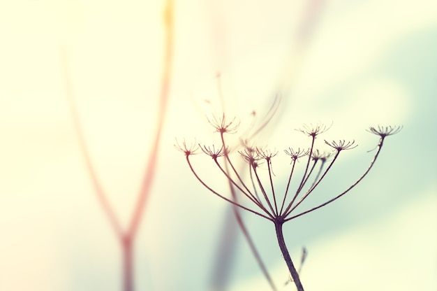 Wild grasses against the sky at sunset. Shallow depth of field, vintage filter