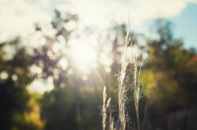 Wild grasses in autumn forest at sunset. Macro image, selective focus. Vintage filter