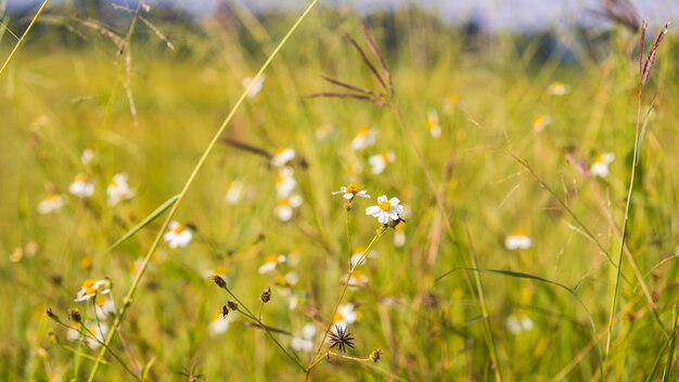 Wild grasses close up harvest yellow field background