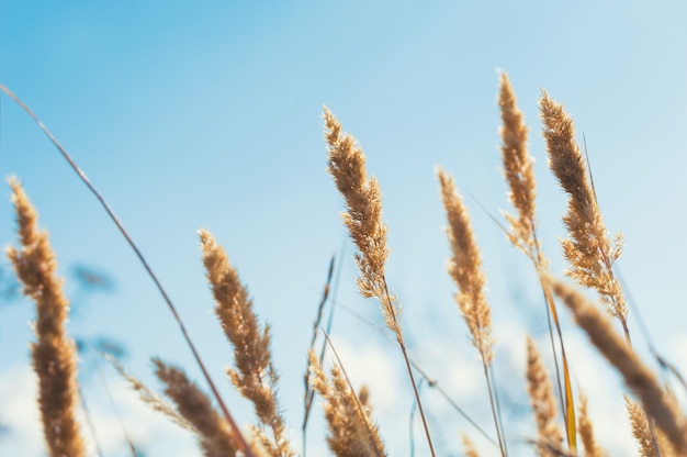 Wild grasses in the field against the blue sky. Macro image, selective focus.