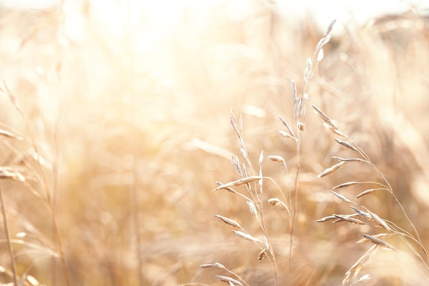 Wild grasses in a field at sunset.