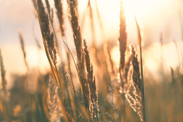 Wild grasses in a forest at sunset. Selective focus, vintage filter