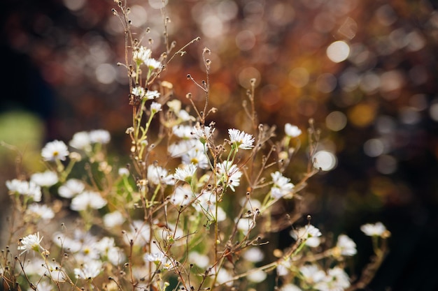 写真 夕暮れの公園の野生の草美しい自然の背景草原の白いカモミール花自然風景の背景のインスピレーションを与えるコンセプト