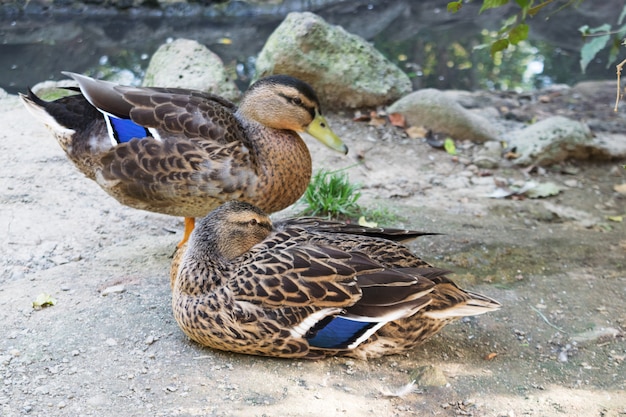 Wild gray ducks relax in the afternoon on the nature