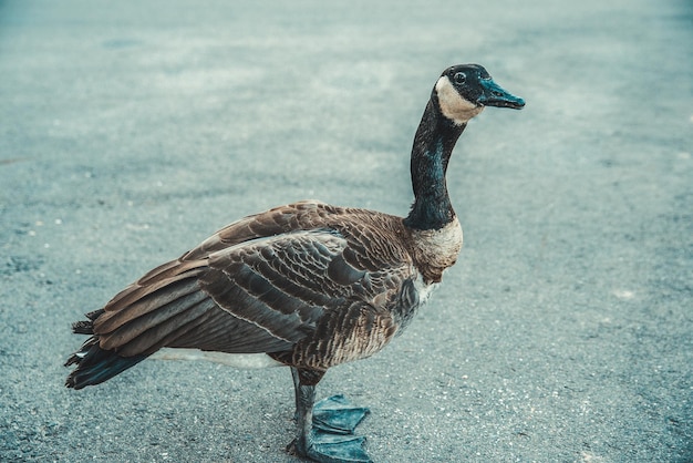 Wild gray goose came to the people for food