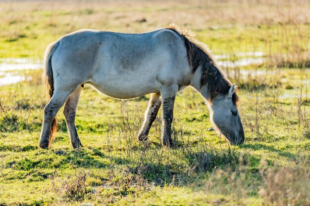 Wild gray horse grazing on a green meadow in a nature reserve with some water in the Netherlands