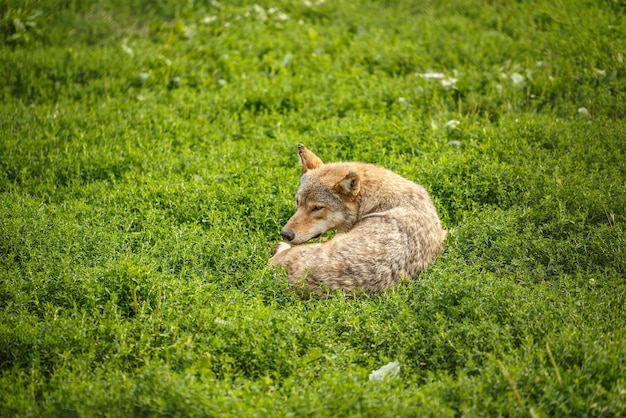 Wild gray wolf