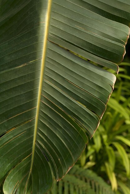 Wild green banana leaf texture