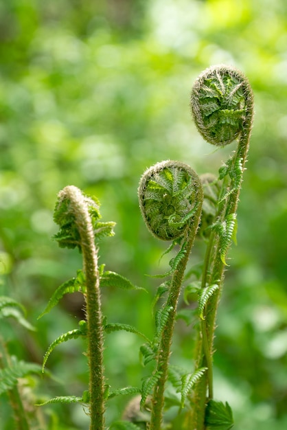 Дикий зеленый папоротник спиральный росток крупным планом