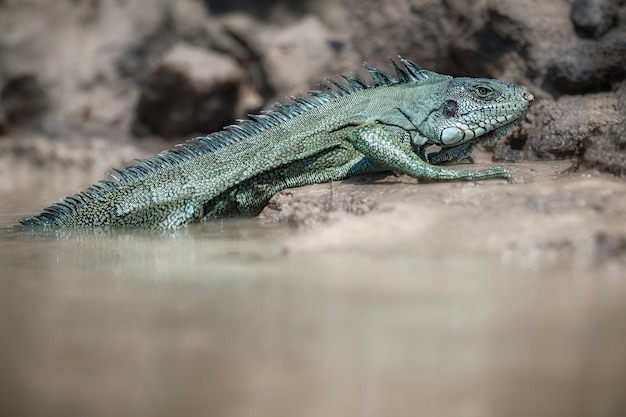 wild green iguana close up in the nature habitat