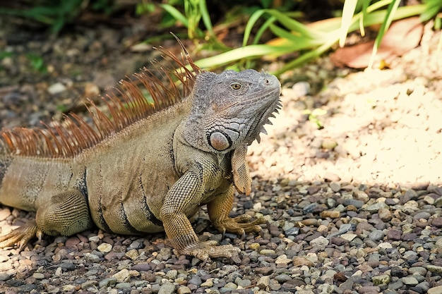 Wild green lizard or iguana