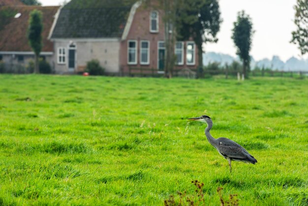 Wild grey heron on a bright green grass