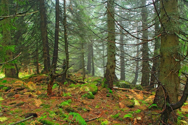 Wild groen bos met hoge sparren in taiga Dicht bos Naaldhout