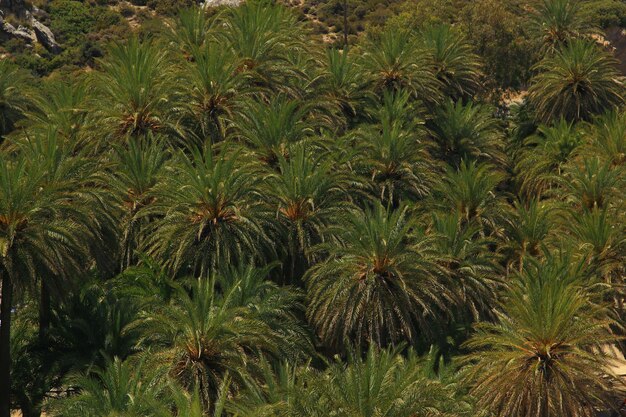 Wild groen palmbos