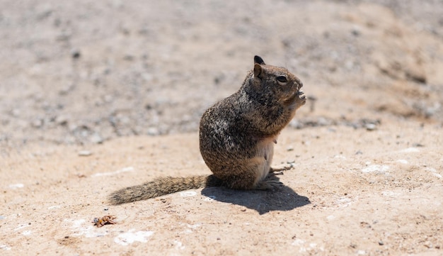 Photo wild groundsquirrel rodent animal eating sitting on ground