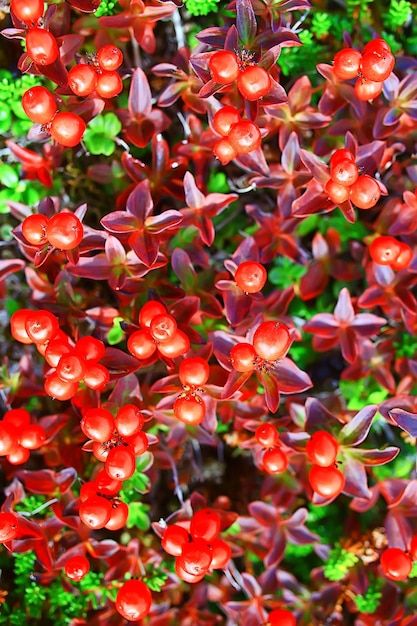 wild growing red berries nature background northern