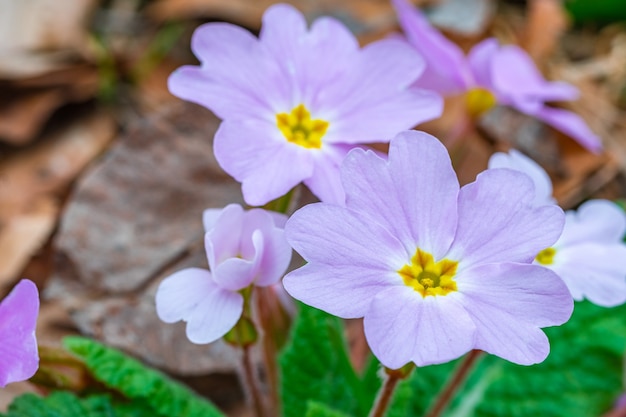 야생 자란 보라색 식물 꽃, Viola odorata, Sweet Violet. 플로라