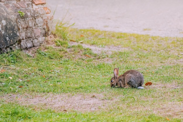 Wild hare grazing at a lawn in city park