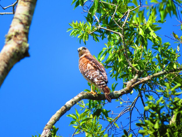 Wild hawk on branch