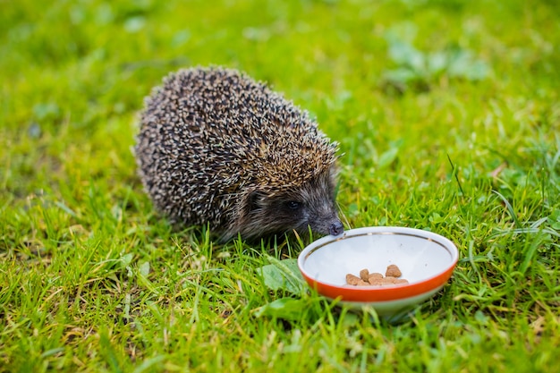 犬のボウルから食べる野生のハリネズミ。乾燥したキャットフード、夏の庭を食べるハリネズミ。牛乳を飲むまたはプレートから食べる小さな灰色のとげのあるハリネズミの集まり