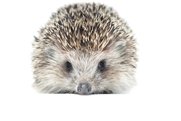 wild hedgehog on a white background