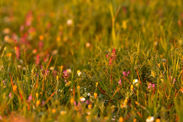 Wild herbs in spring  