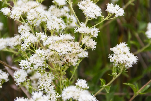 wild herbs in summer