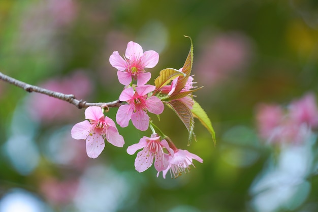 Wild Himalaya Cherry blossom close up