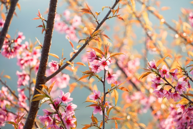 Photo wild himalaya cherry blossom