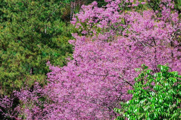 Wild Himalaya Cherry met blauwe lucht en wolkenachtergrond. Thaise sakura die in de winter in Thailand bloeit